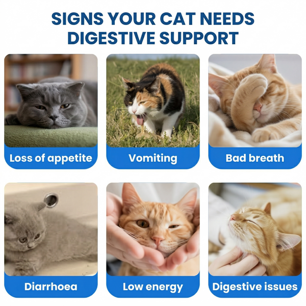 Bio-Digest+ Probiotic for Cats